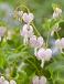 Spectabilis Cupid
