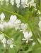 Spectabilis Alba
