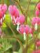 Spectabilis