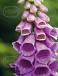 purpurea  Camelot Lavender