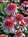 purpurea  Butterfly Kisses