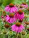 Purpurea