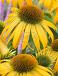 Purpurea Yellow