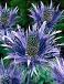 alpinum  Blue Star