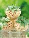 X Ananassa Pineberry