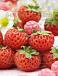 X Ananassa Raspy Strawberry