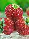 X Ananassa Framberry