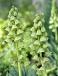 Persica Ivory Bells