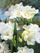 Double White