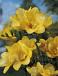 Double Yellow