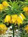 Imperialis Lutea