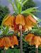 Imperialis Rubra