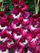 Large flowering Jo Jo