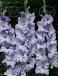 Large flowering Sweet Blue