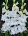 Large flowering Snowy Frizzle