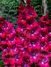Small Flowering San Siro