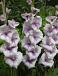 Small Flowering Condor Pasa