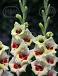 Small Flowering Messina