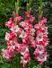 Large flowering Broken Heart Frizzle
