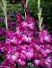 Large flowering Nablus