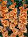 Large flowering Princess Frizzle