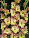 Large flowering Conca Verde®
