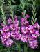 Large flowering Tango