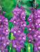Large flowering Blue Isle