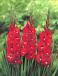 Large flowering Traderhorn