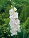 Large flowering White Prosperity