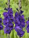 Large flowering Purple Flora