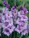 Large flowering Blue Tropic