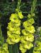 Large flowering Green Star