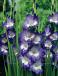 Large flowering Nori