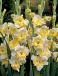 Large flowering Buggy