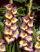 Large flowering Dynamite