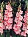 Large flowering Cheops