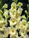 Large flowering Debbyann