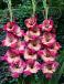 Large flowering Teds Favourite