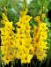 Large flowering Limoncello
