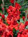 Large flowering Fire Ruffle