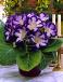 Tigrina Blue
