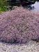 Rosea