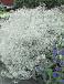 Paniculata White