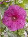 Plum Crazy®