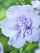 Syriacus Blue Chiffon