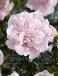 Syriacus Pink Chiffon