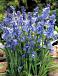Hispanica Blue