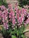 Hispanica Pink