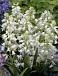 Hispanica White